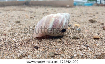 A close up picture of spiral shell