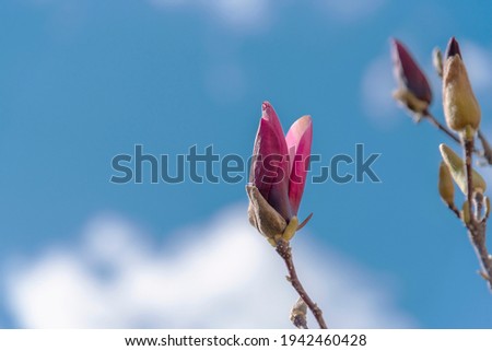 Magnolia bud on blue sky background, close up