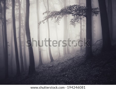 dark misty forest