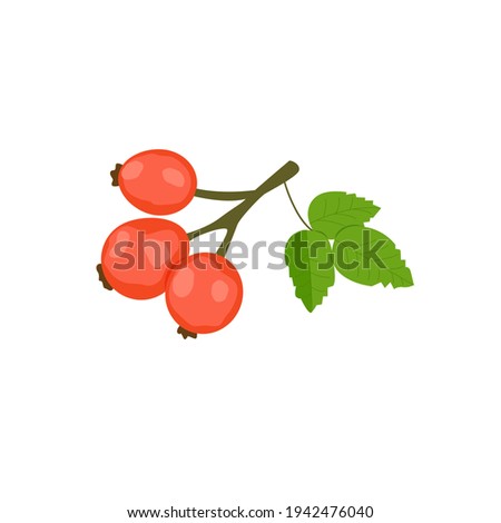 Rosehip, vector illustration on isolated background. Vitamin C, healthy food. Royalty-Free Stock Photo #1942476040