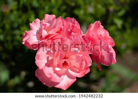 Pictures of blooming red roses in the gardes