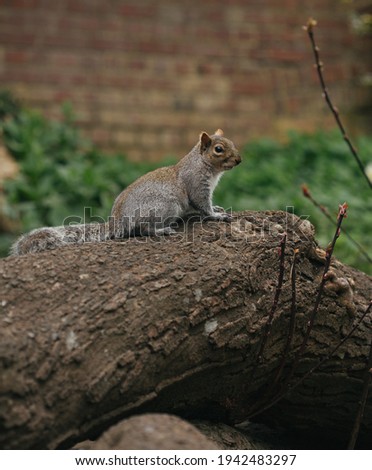 A squirrel on a tree branch in the park 