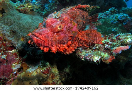 A Bearded Scorpionfish resting on corals Boracay Philippines                               