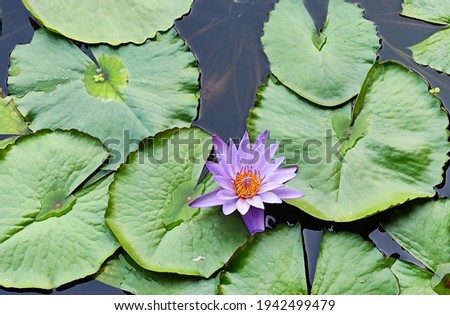Photo of lotus from top view