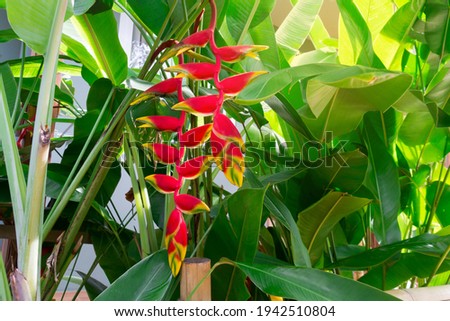 Heliconia rostrata inflorescence (lobster-claws, toucan peak, wild plantains or false bird-of-paradise). Tropical flowers.