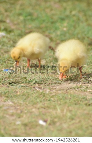 Duck chicks picture. Close up picture.