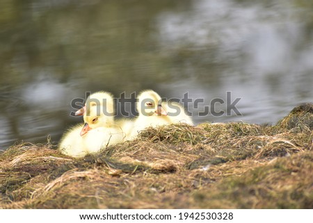 Duck chicks sunbath picture. Water background.