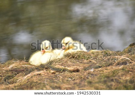 Duck chicks sunbath picture. Water background.