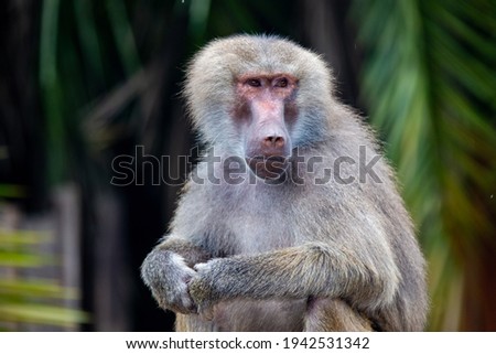 BABOON ISOLATED IN CLOSEUP LOOKING TO THE SIDE. holy baboon.Sacred baboon. hamadryas baboon (papio hamadryas) 