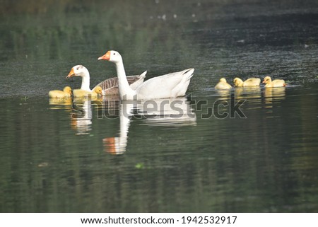 Duck family with chicks in pond picture.