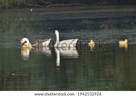 Duck family with chicks in pond picture.