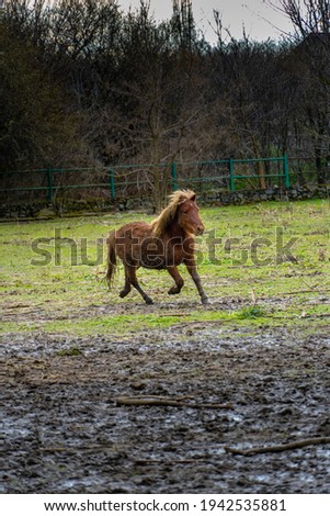 Horse running on muddy terrain