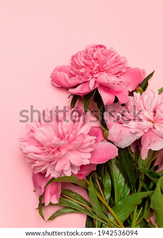 Beautiful fresh pink peonies on a pink background with a copy space, flat lay. Season theme, hello spring