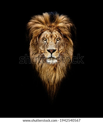 Portrait of a Beautiful lion, lion in dark. Portrait of a leader. king.