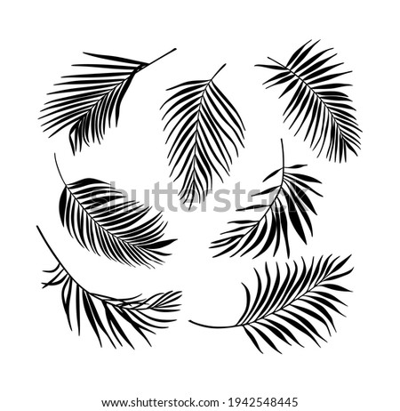 Palm Tree Leaves Black Silhouette Vector Drawing.Tropical leaf stencil shadow isolated on white background. Posters, Cards, Photo,Overlay, Print, Vinyl wall sticker decal. Plotter laser cutting file.