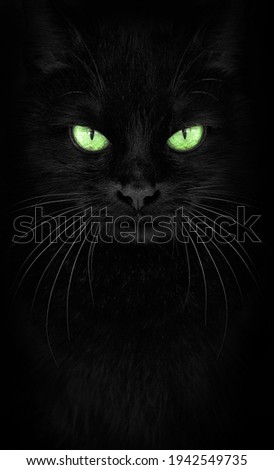 Black Cat looking at the camera, Close-up cat portrait.