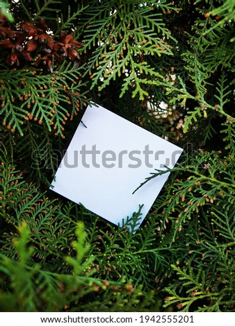 Lost notes in the forest