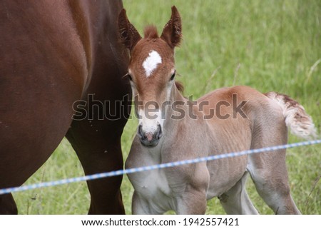 A foal and his mother, in a green pasture, in the mountains outside Leonessa, Italy, in the Lazio Region, Province of Rieti, on May 30, 2014.