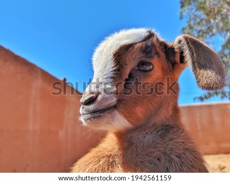 A picture of a baby goat.