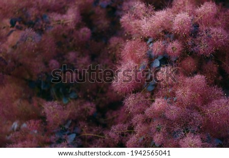 Smoke tree as background with copy space Royalty-Free Stock Photo #1942565041
