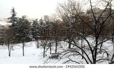White winter background with trees