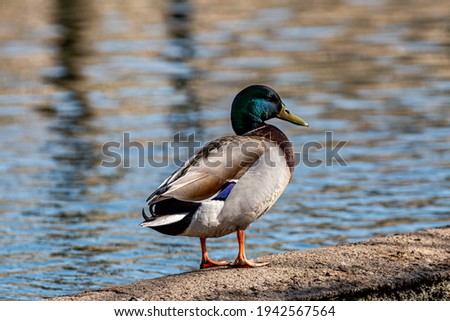 A male mallard duck standing at the waters edge in the spring sunshine