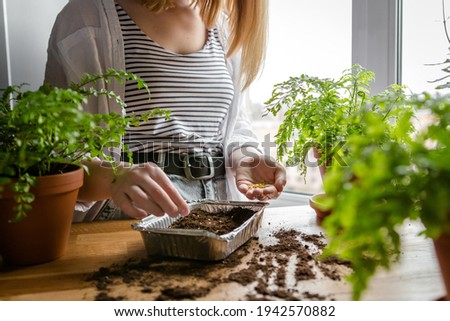 Garden,gardening home. Girl replanting green pasture in home garden.agriculture,indoor garden,room with plants banner Potted green plants at home, home jungle, room gardening, Plant room