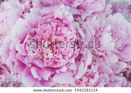 Bouquet of fresh fluffy pink peonies in full bloom, close up. Natural summery background. Floral texture for spring backdrop.