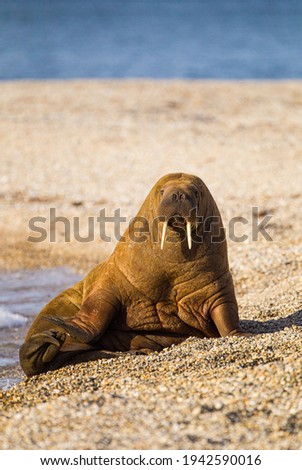 Large walrus lying on the beach on the Arctic sun