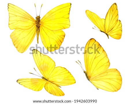 Illustration of yellow butterflies. Watercolor. Watercolor clip art.