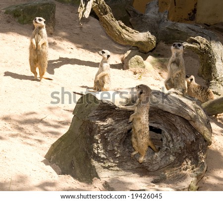 African Meerkats on lookout