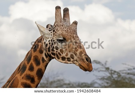 a close up of a Rothschild's giraffe in Lake Nakuru, Kenya