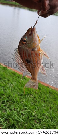 Small fish caught in Brazil, with an enchanting beauty, its coloring draws attention and enhances its natural beauty