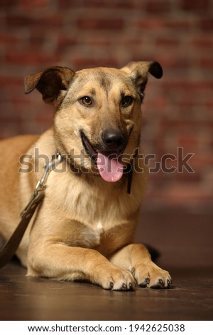 brown mongrel happy dog in studio close up