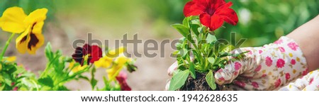 The gardener is planting a flower garden. Selective focus. nature.