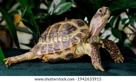 A cute eating turtle on a green background