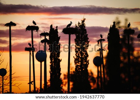 Landscape at sunset with the silhouette of storks in their nests