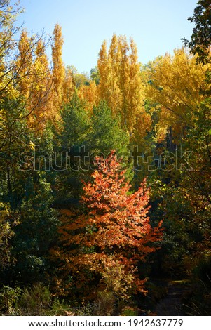 Landscape of trees in autumn, vertical