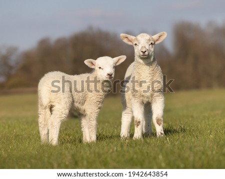 Two young lambs isolated in a field looking to camera. Hertfordshire. UK Royalty-Free Stock Photo #1942643854