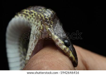 a close-up picture of lycodon capucinus or common wolf snake is biting a finger in focus and not focus