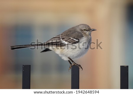 Northern mockingbird on a metal fence.