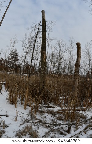 A field of cattail reeds around trees. Picture taken in O’Fallon, Missouri.