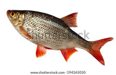 River Fish Isolated on white background. roach