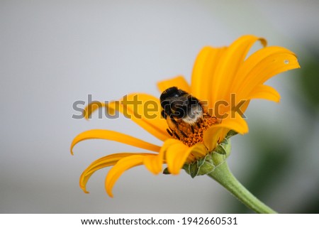 Large striped fly collects nectar on a yellow flower on a blurred background