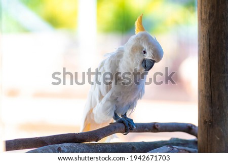 white parrot cockatoo with yellow tuft at the zoo