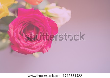 beautiful colorful red, pink, yellow and white roses on a light baby pink background for weddings or romantic greetings and wishes. Abstract and natural close up of bouquet of flowers. horizontal
