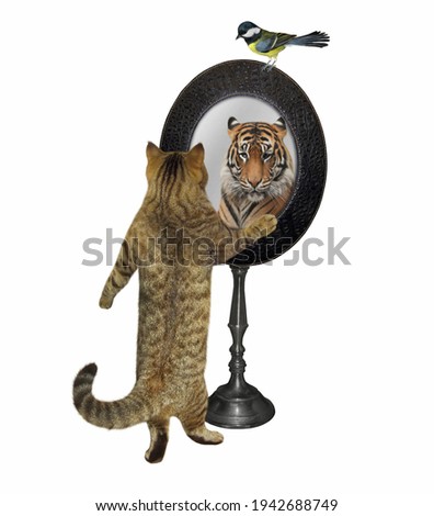 A beige cat is looking in an oval mirror. He sees a tiger there. White background. Isolated.