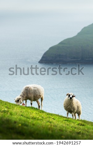 Morning view on the summer Faroe islands with two sheeps on a foreground. Streymoy island, Denmark. Landscape photography
