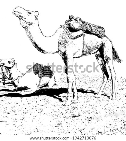 Camels resting on desert sand