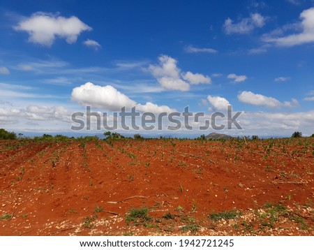 This is a picture of a maize field in the mountains of kwaDlamini in Limpopo South Africa. Every year the people in this area grow maize for feeding and sell some. high altitude and great weather